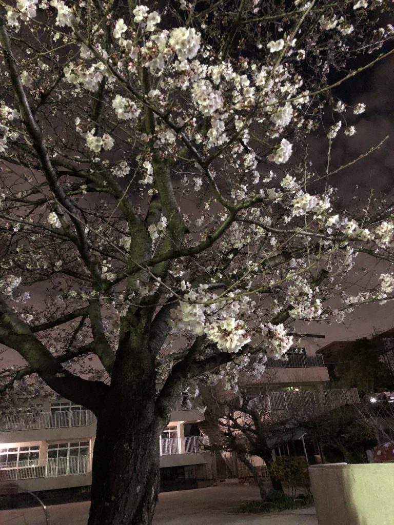猫ヶ洞通りの夜桜